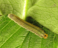 Empria liturata