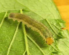 Empria liturata