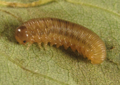 Empria liturata
