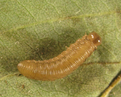 Empria liturata