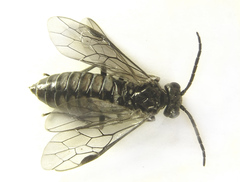 Empria liturata