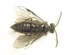 Empria liturata