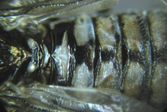 Empria liturata