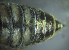Empria liturata