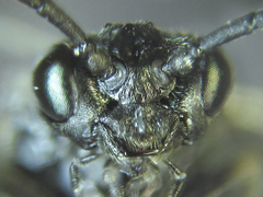 Empria liturata