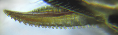 Empria liturata