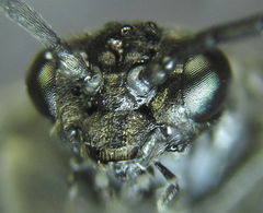 Empria liturata