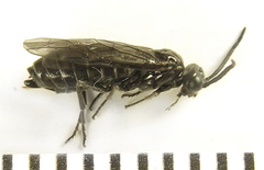 Empria liturata