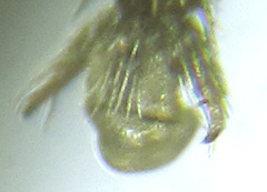 Empria liturata