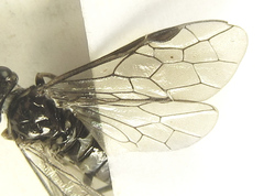 Empria liturata
