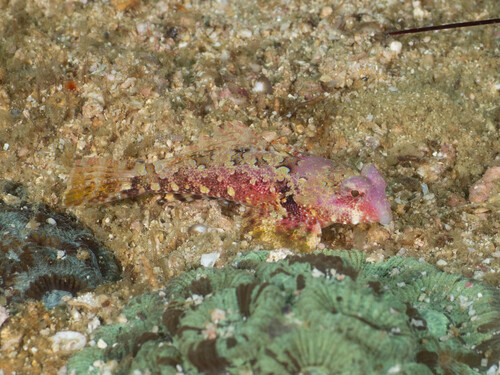 Synchiropus morrisoni observed 2026-03-23