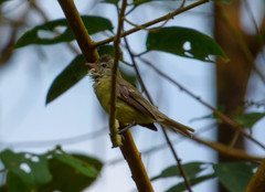 Elaenia flavogaster
