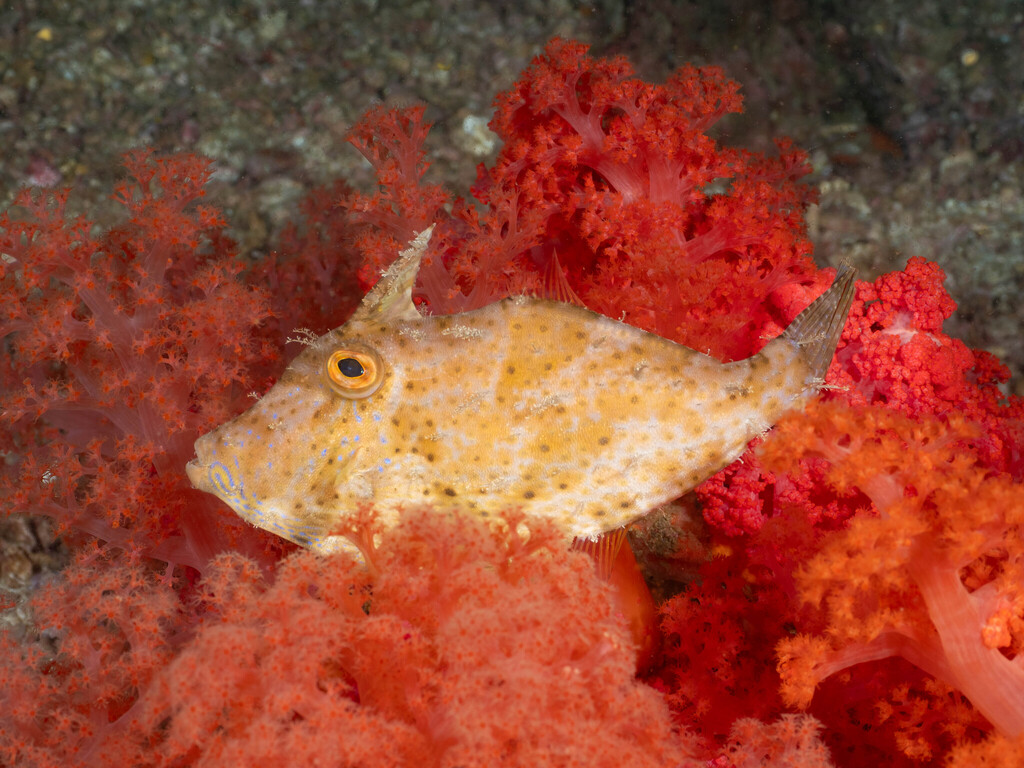 Langstaart-vijlvis (Pseudomonacanthus macrurus) — Monacanthidae