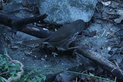 Passerella iliaca unalaschcensis