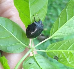 Antiteuchus mixtus
