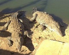 Crocodylus rhombifer