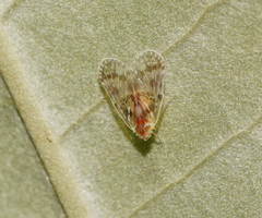 Saccharodite chrysonoe
