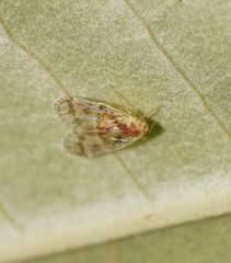 Saccharodite chrysonoe