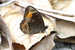 Pedaliodes symmachus