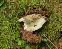 Russula viridis