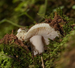 Russula viridis