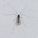 Trichocera bimacula - Photo (c) Kyle Jones, some rights reserved (CC BY-NC), uploaded by Kyle Jones