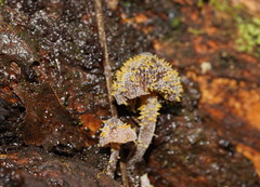Neobarya agaricicola