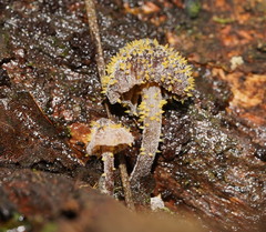 Neobarya agaricicola