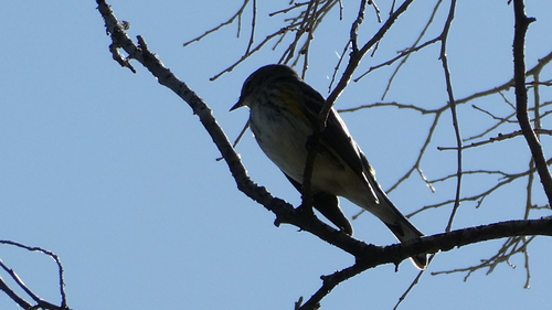 Yellow-rumped Warbler photographed in Nevada