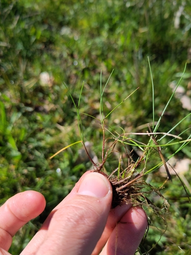 Red Fescue (Festuca rubra)