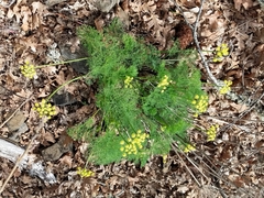 Lomatium klickitatense