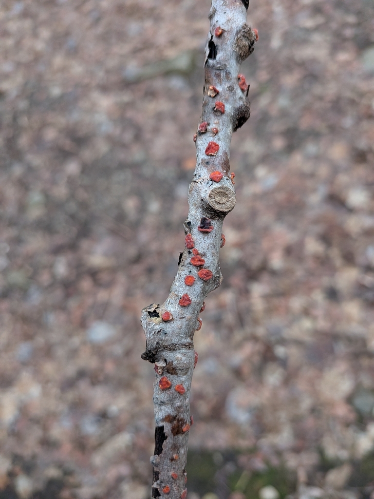 Peniophora rufa · March 2026 · photo: © anda_toff (iNaturalist, cc-by-nc)