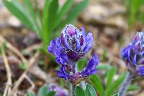 Nashville breadroot (Pediomelum subacaule)