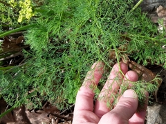 Lomatium klickitatense