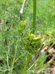 Lomatium klickitatense