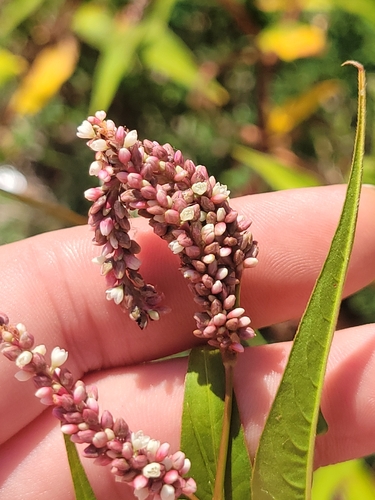 Far Eastern smartweed (Persicaria extremiorientalis)