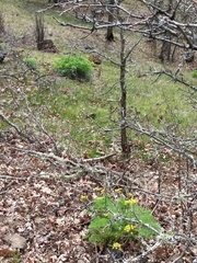 Lomatium klickitatense