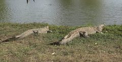 Crocodylus rhombifer
