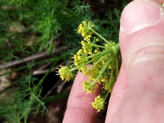Lomatium klickitatense