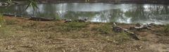 Crocodylus rhombifer
