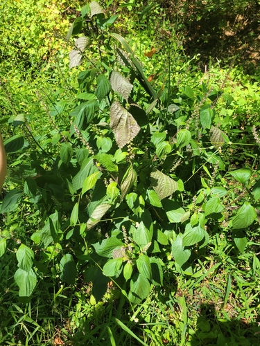 beefsteak plant (Perilla frutescens)