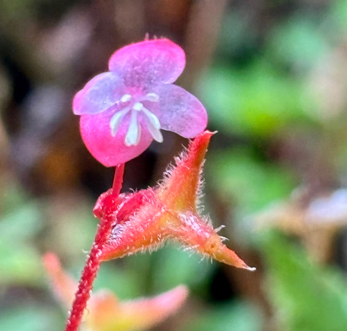 Nettle-leaved begonia (Begonia urticae)