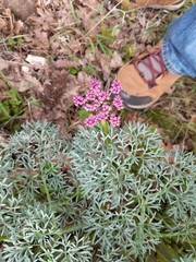 Lomatium columbianum