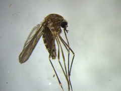 Culex pervigilans