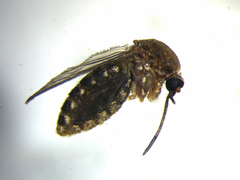 Culex quinquefasciatus