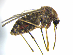 Culex quinquefasciatus