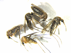 Culex quinquefasciatus