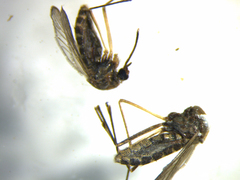 Culex quinquefasciatus