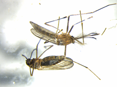 Culex quinquefasciatus
