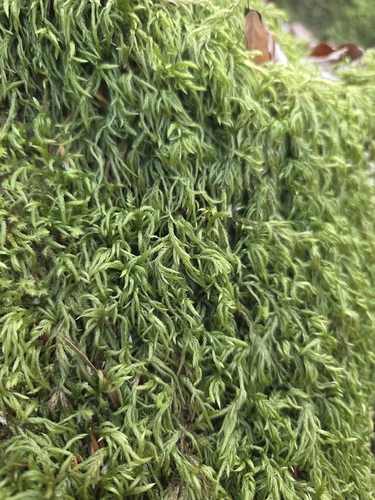 Larger Mouse-tail Moss (Isothecium alopecuroides)